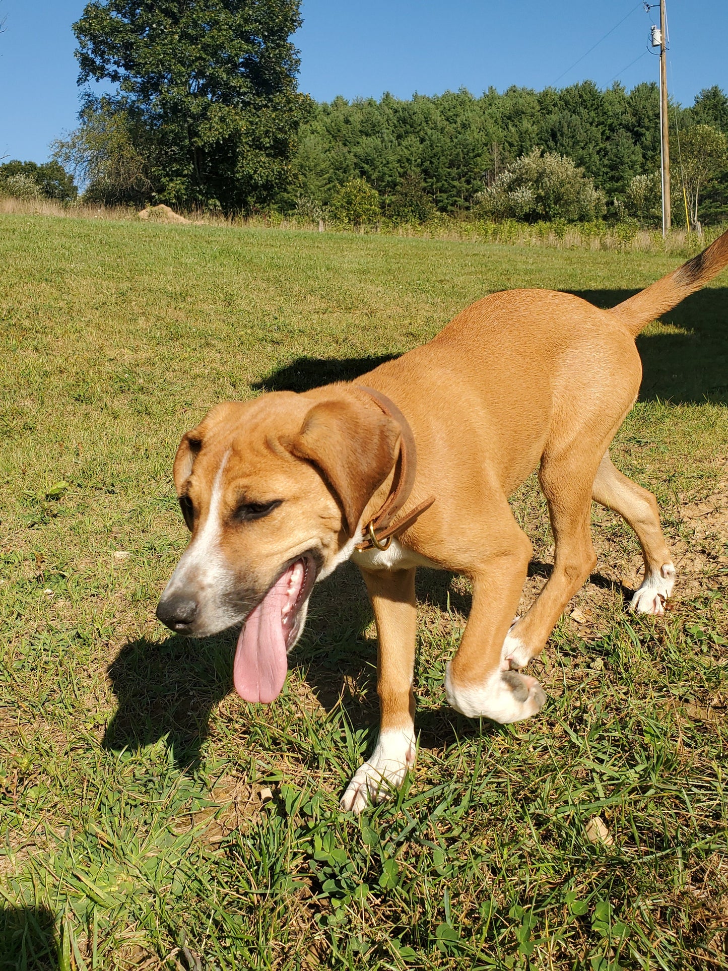 Dog Collar - Simple, Rugged, Handmade in America