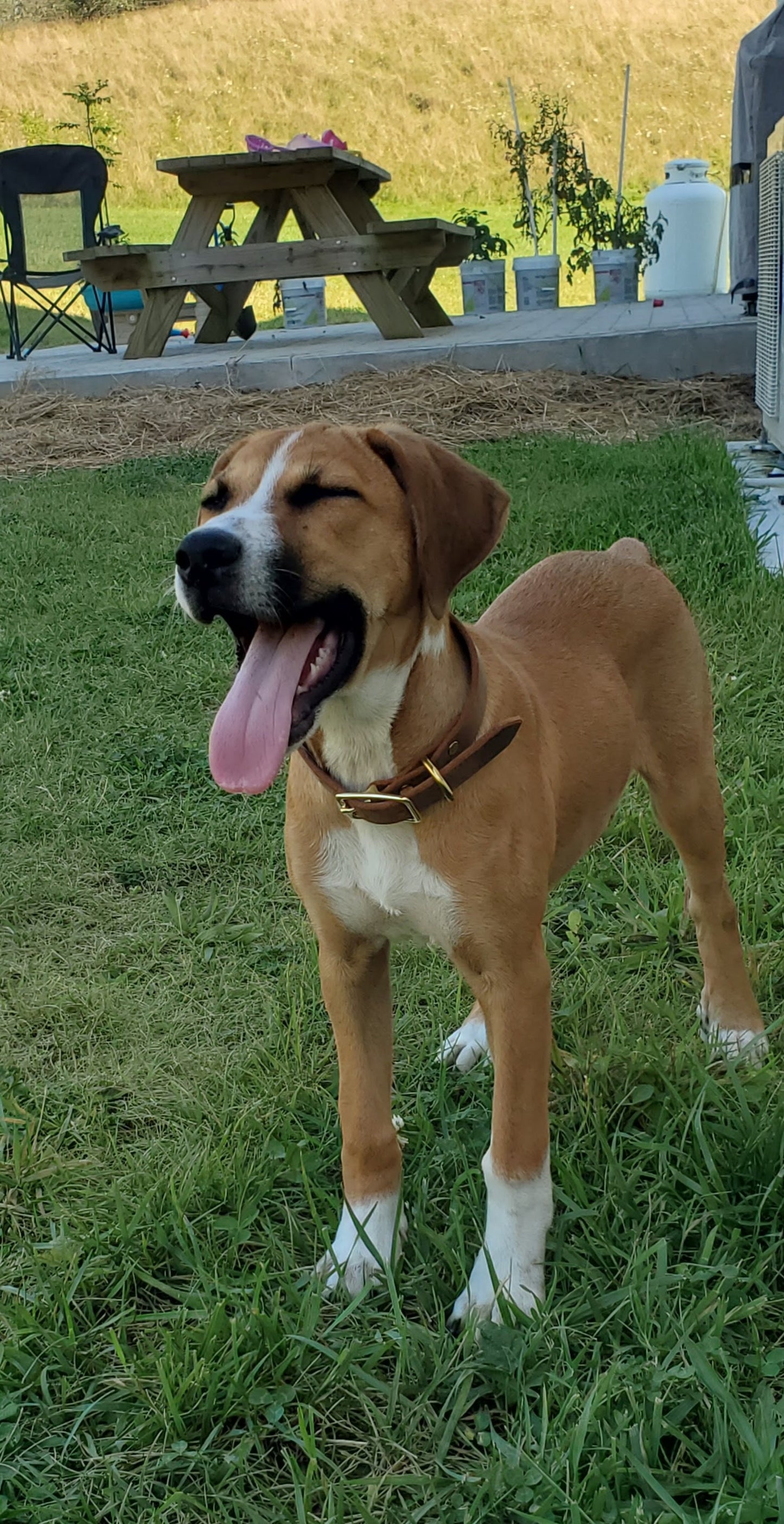 Dog Collar - Simple, Rugged, Handmade in America